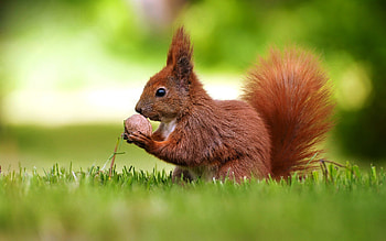 Fantastic squirrel , Captivating squirrel HD wallpaper