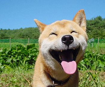Smiling Dog !, dog, smiling, field, green, trees, cute, funny, tongue HD wallpaper