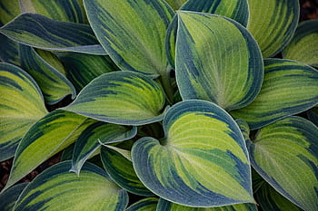 Detailed close-up of vibrant green hosta leaves showcasing natural patterns and freshness. HD wallpaper