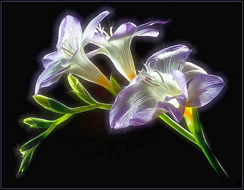 Beautiful Flowers, beautiful, flowers HD wallpaper