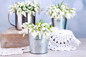 Snowdrops, still life, delicate, white, flowers, spring HD wallpaper