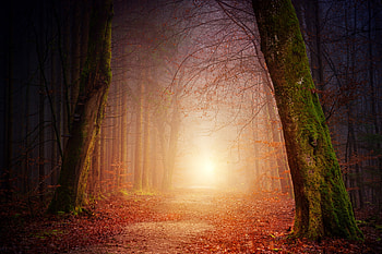 Forest, trees, dirt road, nature HD wallpaper