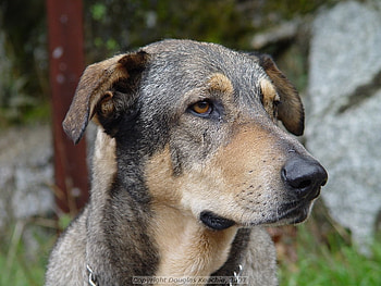 Clever Dog, b, n, g, a HD wallpaper
