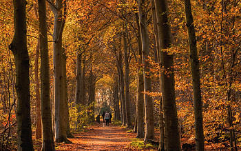 Avenue in Netherlands, alley, avenue, path, autumn, trees, Netherlands HD wallpaper