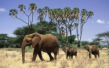 Animals, Trees, Grass, Elephants, Young, Stroll, Family, Cubs HD wallpaper