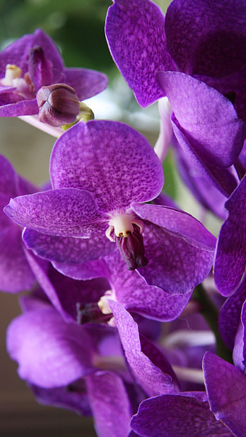 Vanda Orchid, Purple, Vanda Orchid Purple HD phone wallpaper