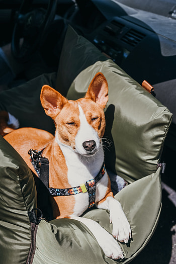 Basenji Dog, Car travelling tips, Safe transport, Llianne's advice HD phone wallpaper