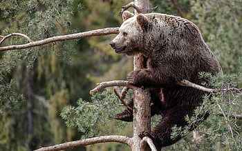 Animals, Sit, Forest, Branch, Brown Bear HD wallpaper