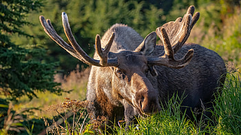 Graceful moose, Stunning wildlife, Impressive antlers, Nature's marvel HD wallpaper