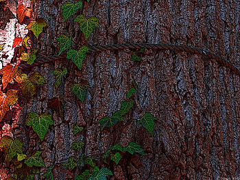 Sun Touched, Leaves, Bark, Tree, Shade, Sun, Rope, Touched, Vines HD wallpaper