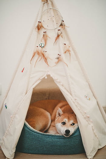 A Shiba Inu rests comfortably inside a decorated indoor tent. HD phone wallpaper