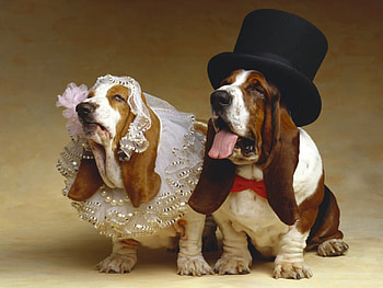 Just Got Married, dogs, two HD wallpaper