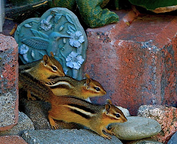 Trio of Chipmunks, chipmunks, animals, cute, nature, mischievous, wild HD wallpaper