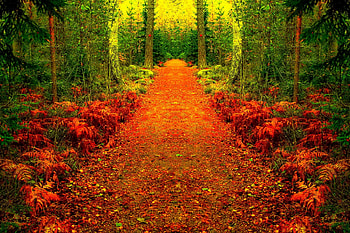October, colorful, glow, colors, nice, reflection, shine, autumn, golden, fall, beautiful, tree, falling, leaves, mirrored, pretty, branches, nature, lovely, foliage HD wallpaper