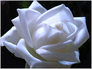 Moonlight serenade, white, plants, soft, nice, rose, delicate, pretty, petals, bud, nature, flowers, lovely HD wallpaper