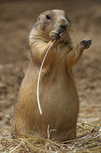 Prairie Dog , Adorable animal, Cute creature, backgrounds HD phone wallpaper