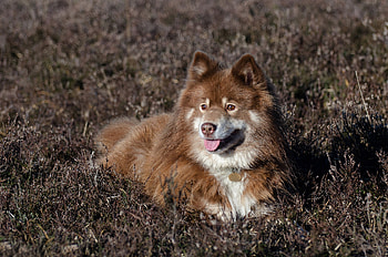 Finnish lapphund, Animal, dog HD wallpaper