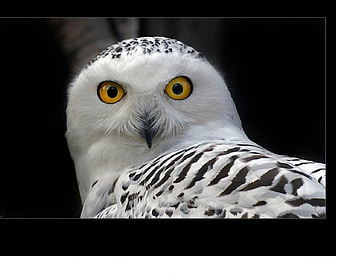 owl, night, hoots, feathers HD wallpaper