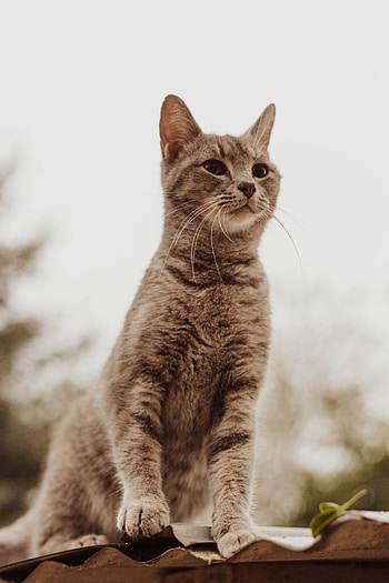 Animals, Cat, Pet, Grey, Sight, Opinion HD phone wallpaper