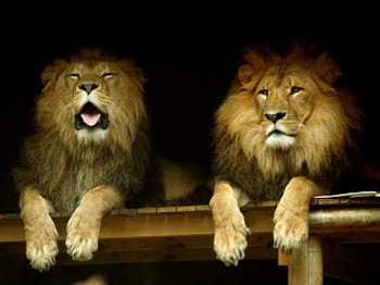Leo Brothers, animal, lion HD wallpaper