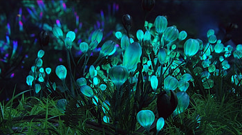 Avatar (2009), night, blue, fantasy, flower, movie, luminos, avatar, dark HD wallpaper