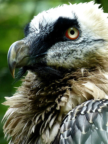 Bearded Vulture, Bird , Bald eagle, Animal names HD phone wallpaper