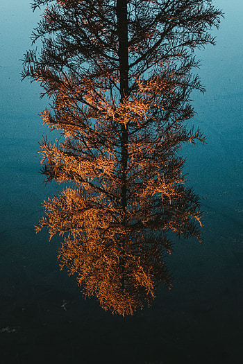 Nature, Water, Pine, Reflection, Wood, Tree HD phone wallpaper