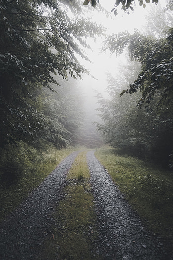 Nature, Trees, Road, Forest, Fog HD phone wallpaper