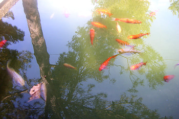 fish, animals, reflections, tree HD wallpaper