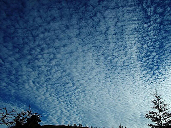 A Blanket of Clouds, clouds, white, sky, tree HD wallpaper