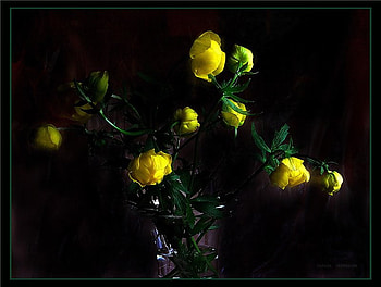 yellow flowers vase, art , still life, black background, vase, yellow flowers, nice HD wallpaper