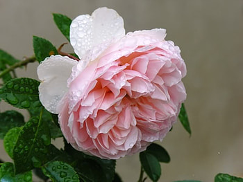 rose for Cinzia, rose, garden, pink, nature HD wallpaper