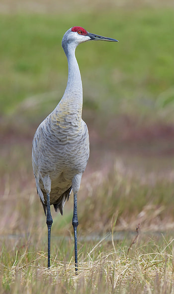 Sandhill crane, Shanghai birding, Bird in China, Crane species HD phone wallpaper