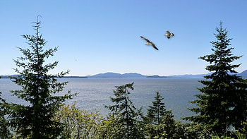 Enjoy the View, sea, island, birds, trees, Pacific Northwest, Firefox Persona theme, beach HD wallpaper