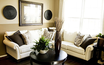 Plant, Miscellanea, Miscellaneous, Room, Vase, Sofa, Furniture, Living Room HD wallpaper