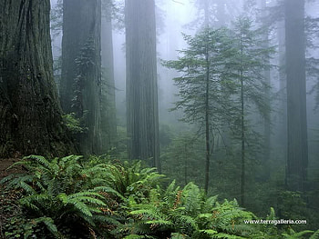 In The Forest, trees, fog, plants, forest HD wallpaper