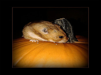 Picking out the Pumpkin.., pumpkin, halloween, trick or treat, hamster HD wallpaper