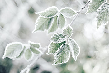 nature, frost, leaf HD wallpaper