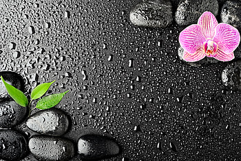 Orchids and stones, Leaves, Stones, Orchid, Drops HD wallpaper