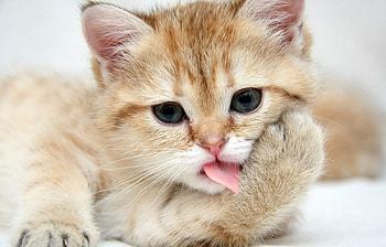 Animals, Cats HD wallpaper
