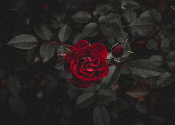 Flowers, Flower, Rose Flower, Rose, Bud HD wallpaper