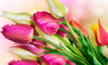 Plants, Flowers, Tulips, Bouquets, Drops HD wallpaper