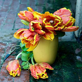 tulips, rural, red, yellow HD wallpaper