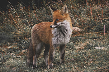 Fox, animal, nature HD wallpaper