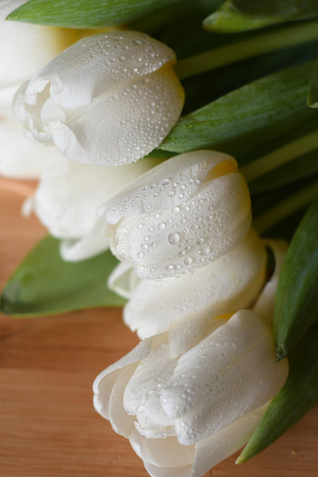 Flowers, Tulips, Wet, Bouquet HD phone wallpaper