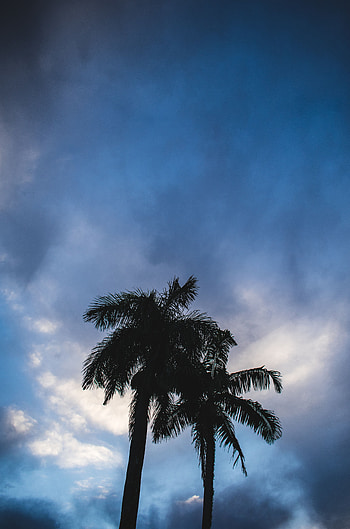 Nature, Sky, Clouds, Palms, Dark, Silhouettes HD phone wallpaper