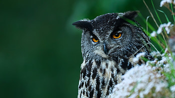Owl, animal, nature, bird HD wallpaper