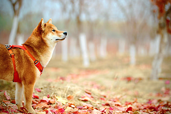 Hokkaido Dog, Leash squad, Another dog walk HD wallpaper