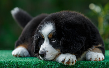St Bernard, animal, dog, puppy, cute, caine HD wallpaper