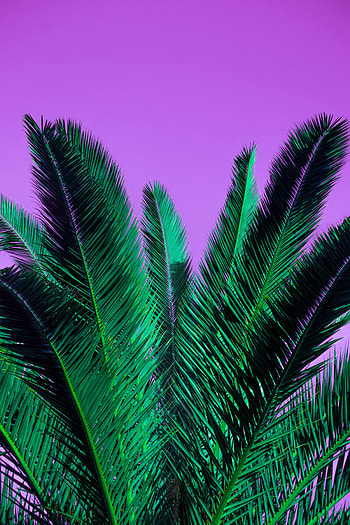 Nature, Leaves, Violet, Plant, Palm, Branches, Branch, Purple HD phone wallpaper